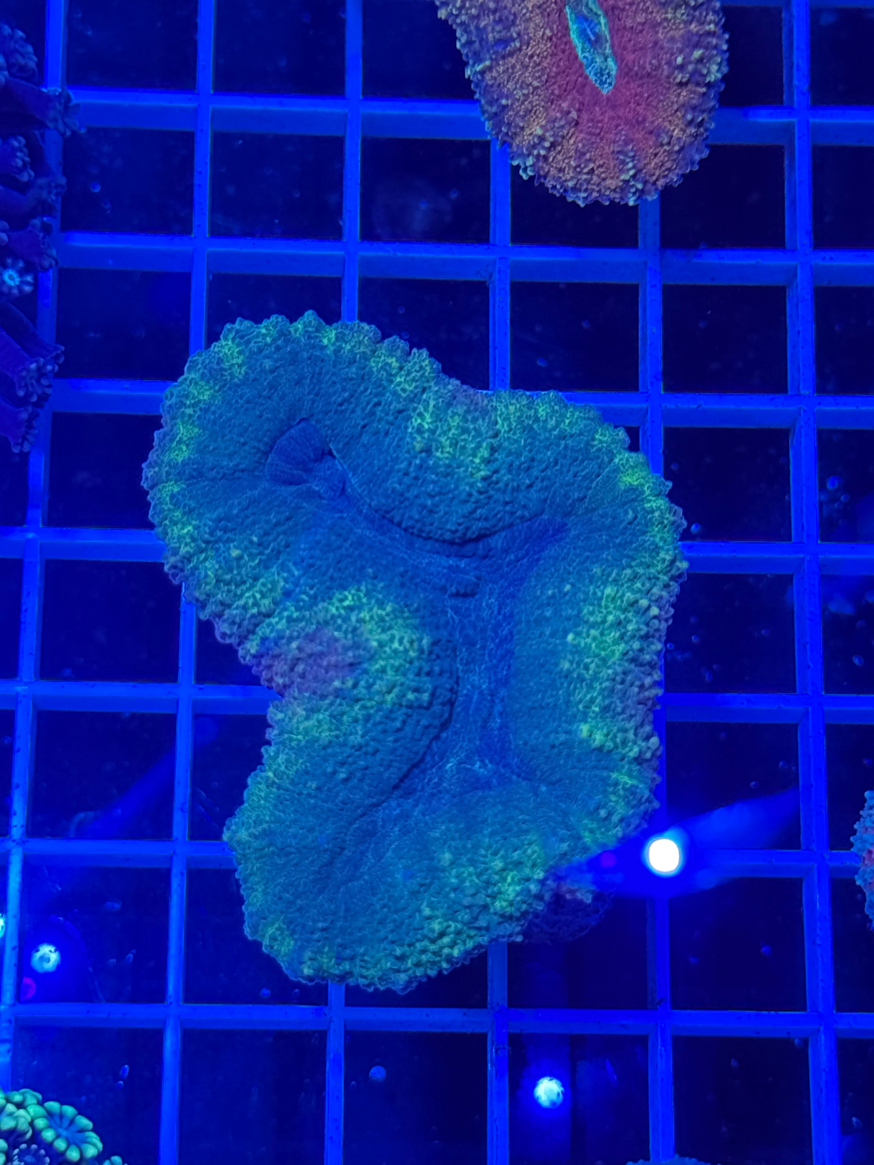 lobophyllia coral
