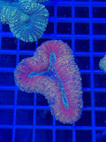lobophyllia coral