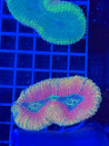lobophyllia coral