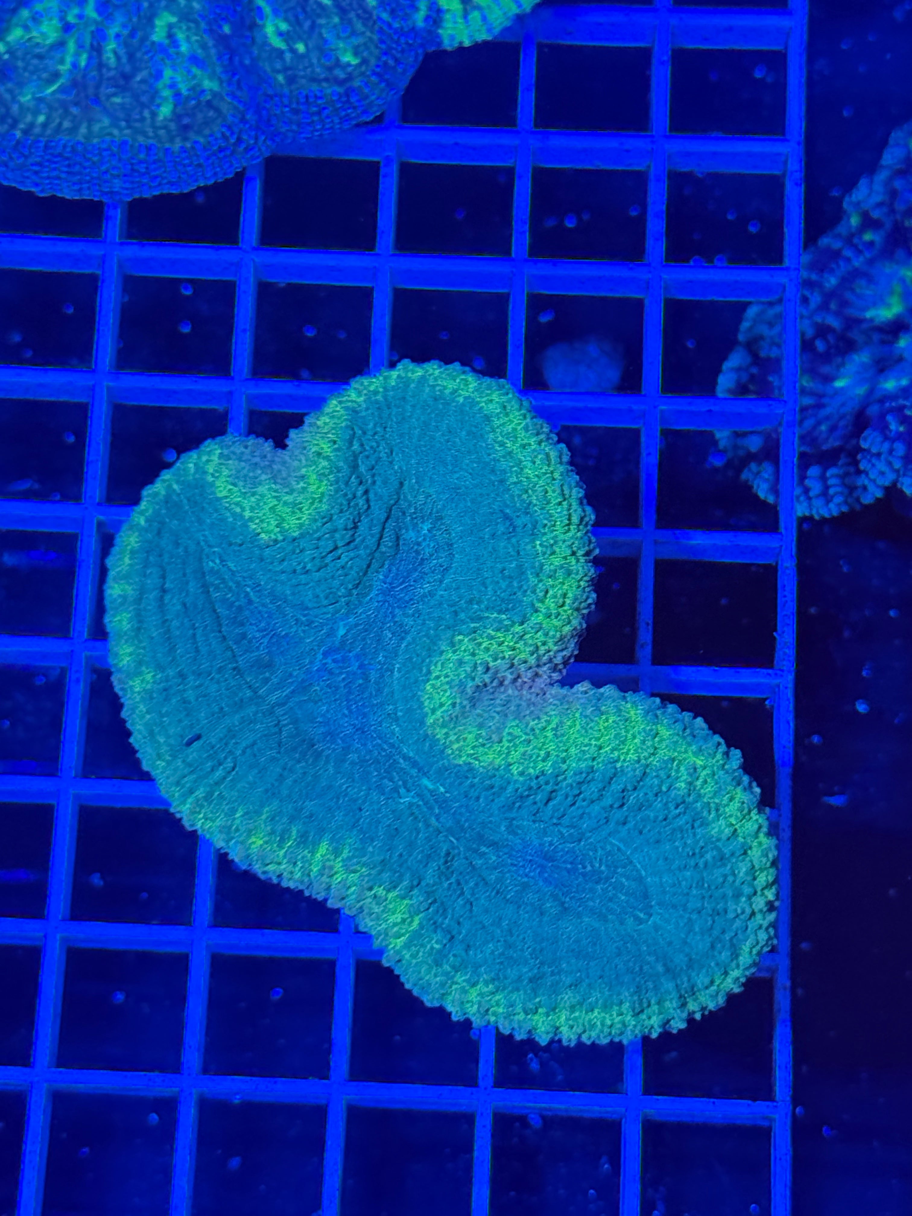 lobophyllia coral