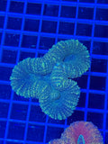 lobophyllia coral