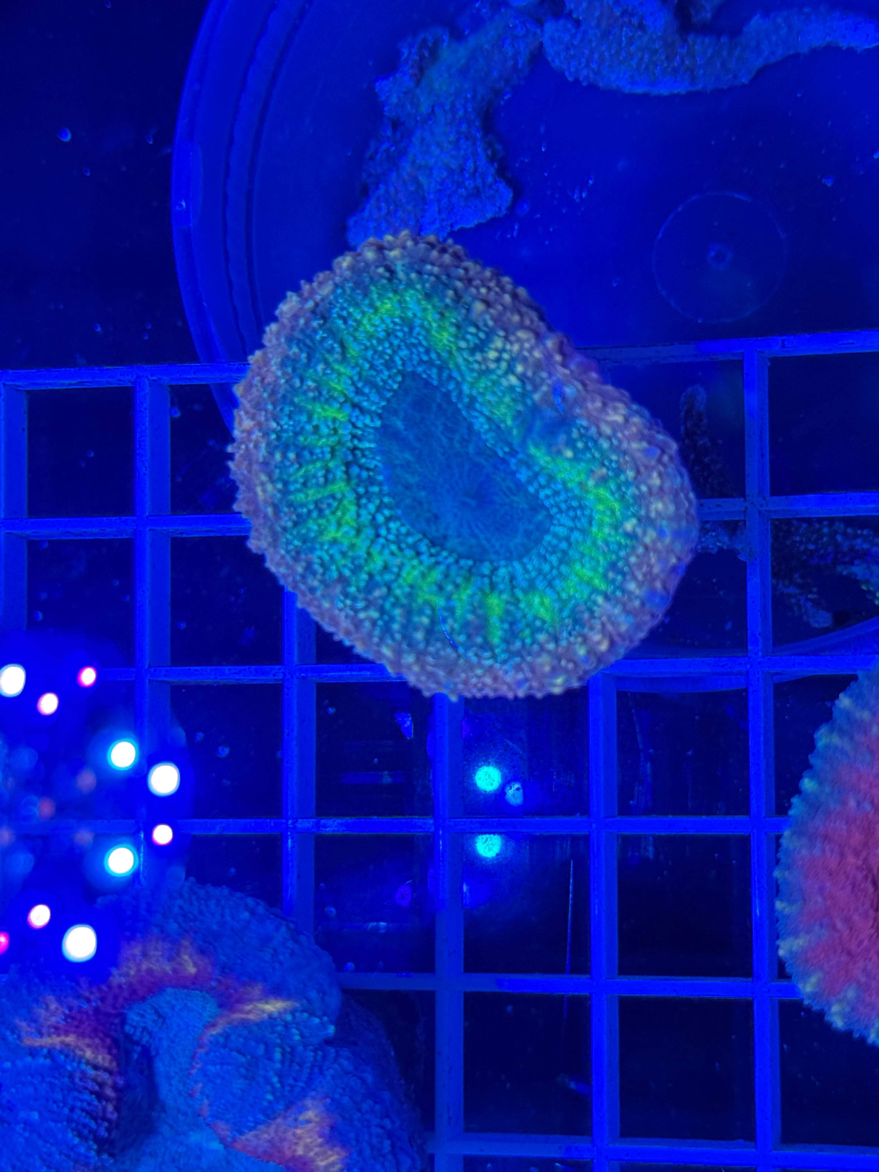 lobophyllia coral