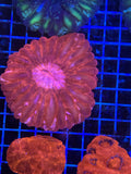 Red cynarina coral Lg