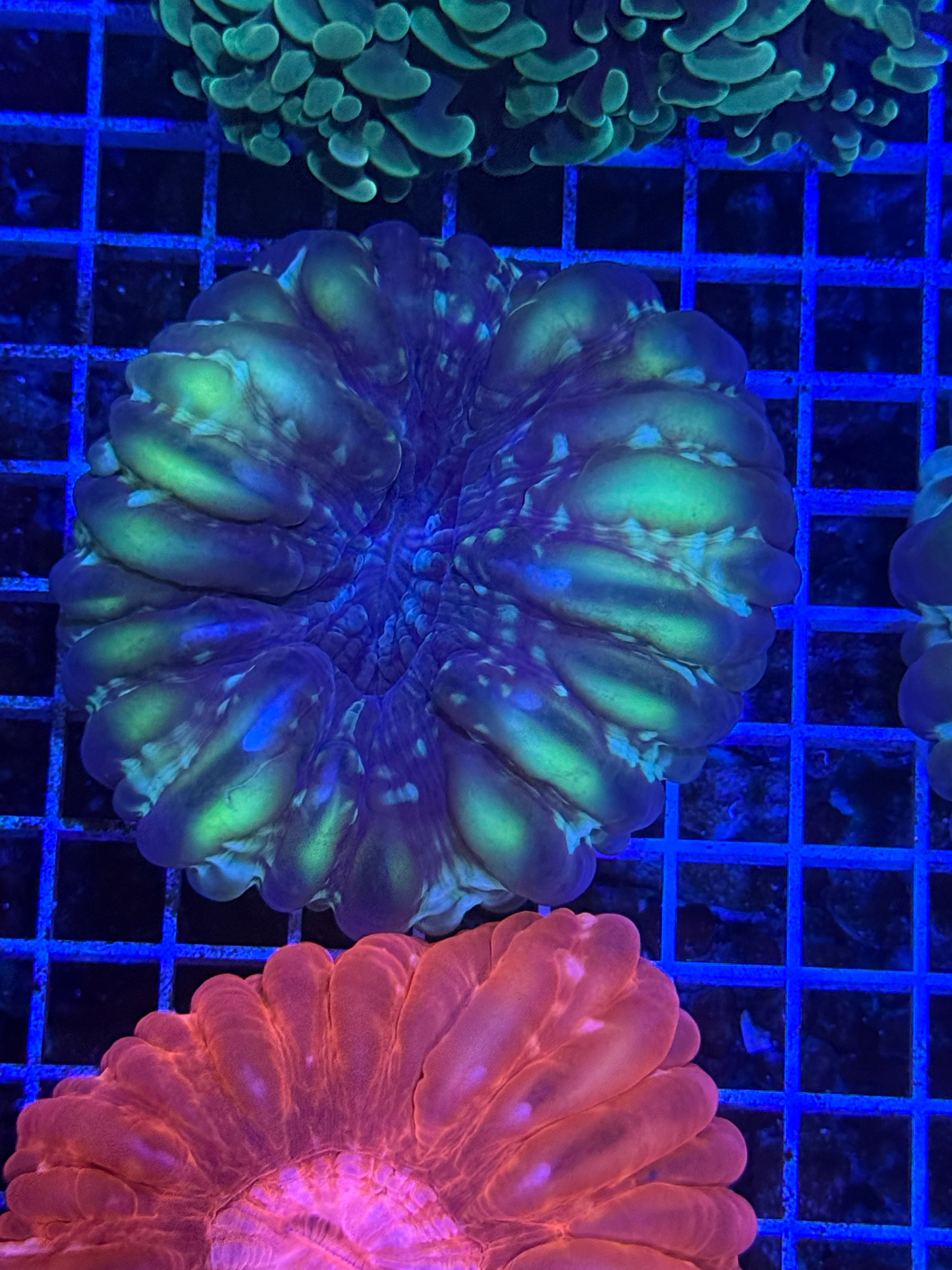 Green cynarina coral Lg
