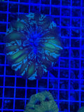 Green cynarina coral Lg