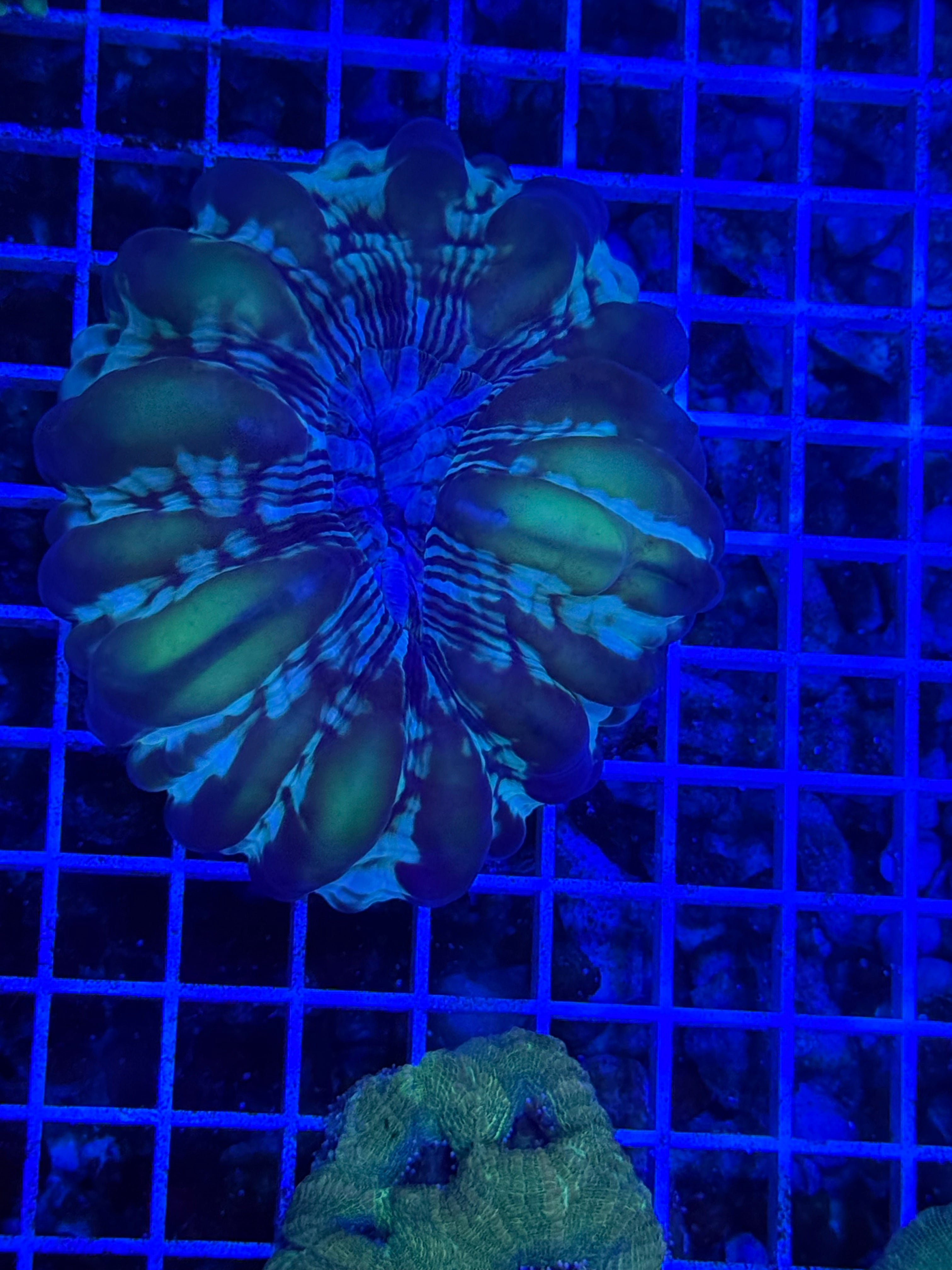 Green cynarina coral Lg
