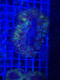 Green cynarina coral Lg