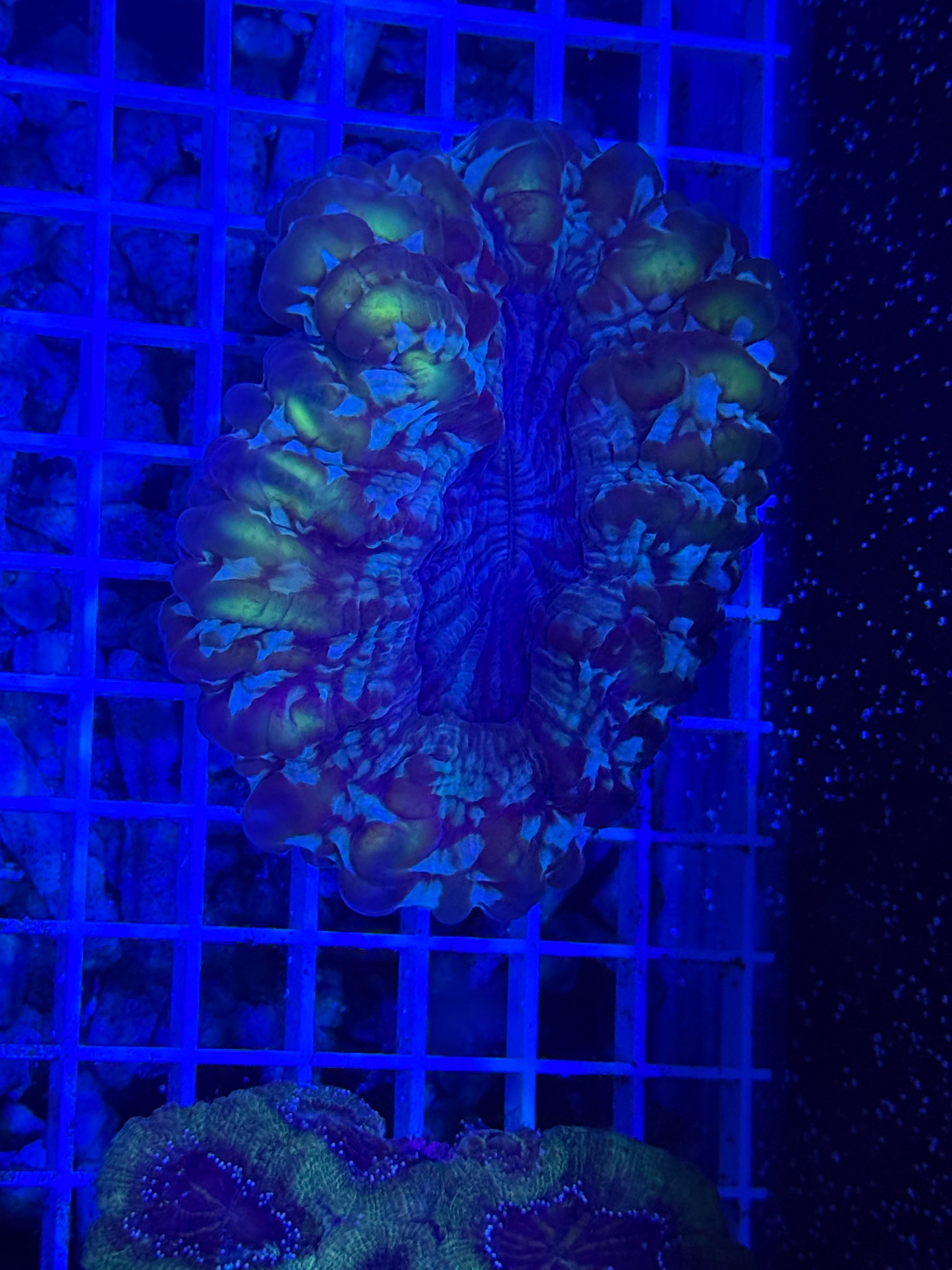 Green cynarina coral Lg