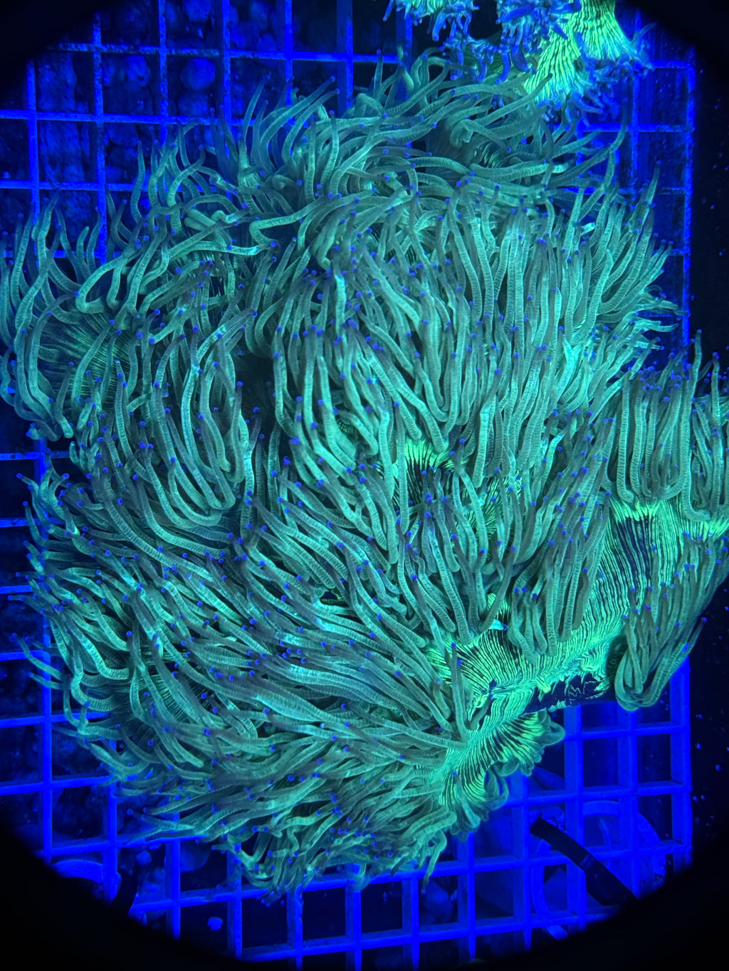 Elegance coral xl  “shaggy”