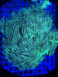 Elegance coral xl  “shaggy”