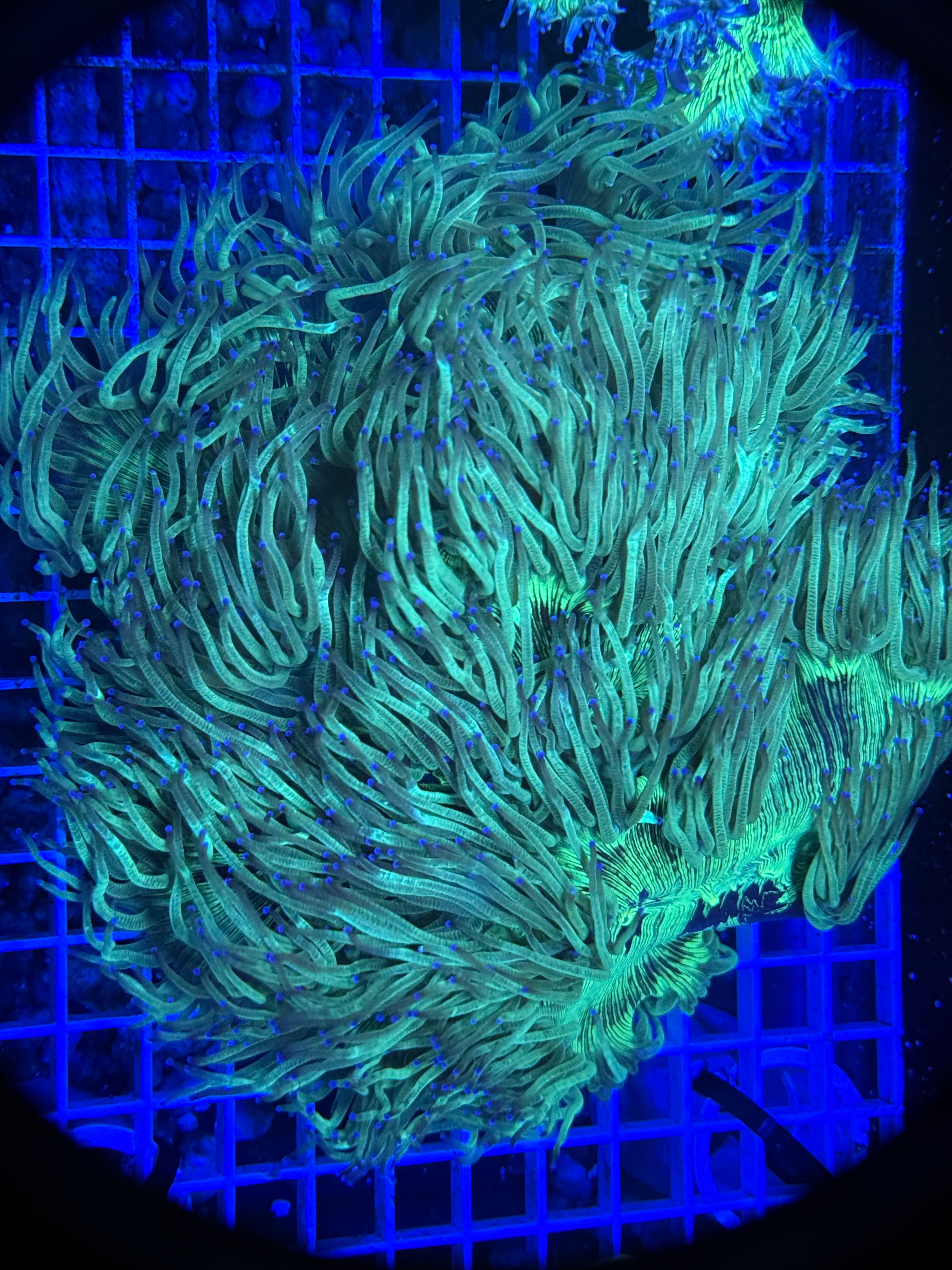 Elegance coral xl  “shaggy”