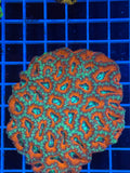 Acan Lord Ultra Colony