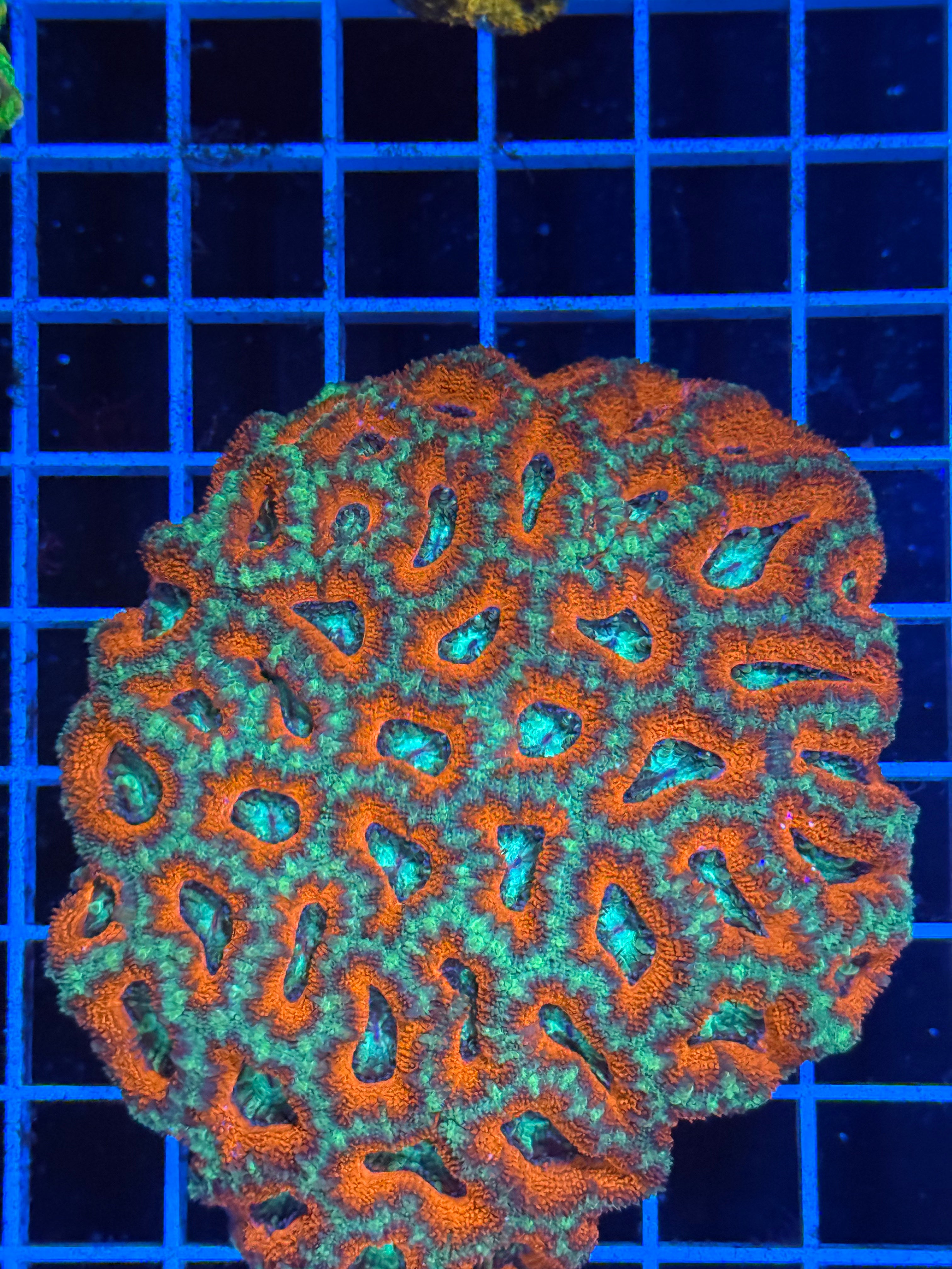 Acan Lord Ultra Colony