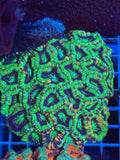 Acan Lord Ultra Colony