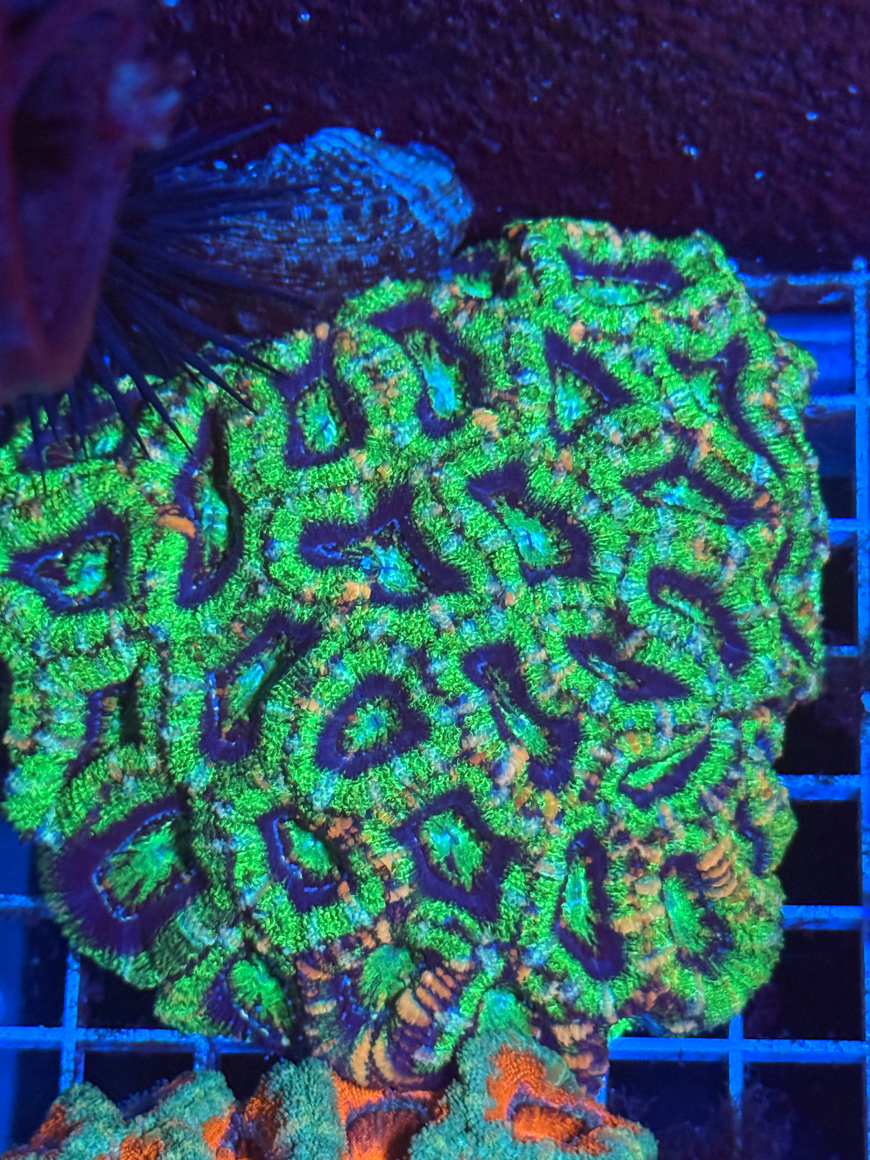 Acan Lord Ultra Colony