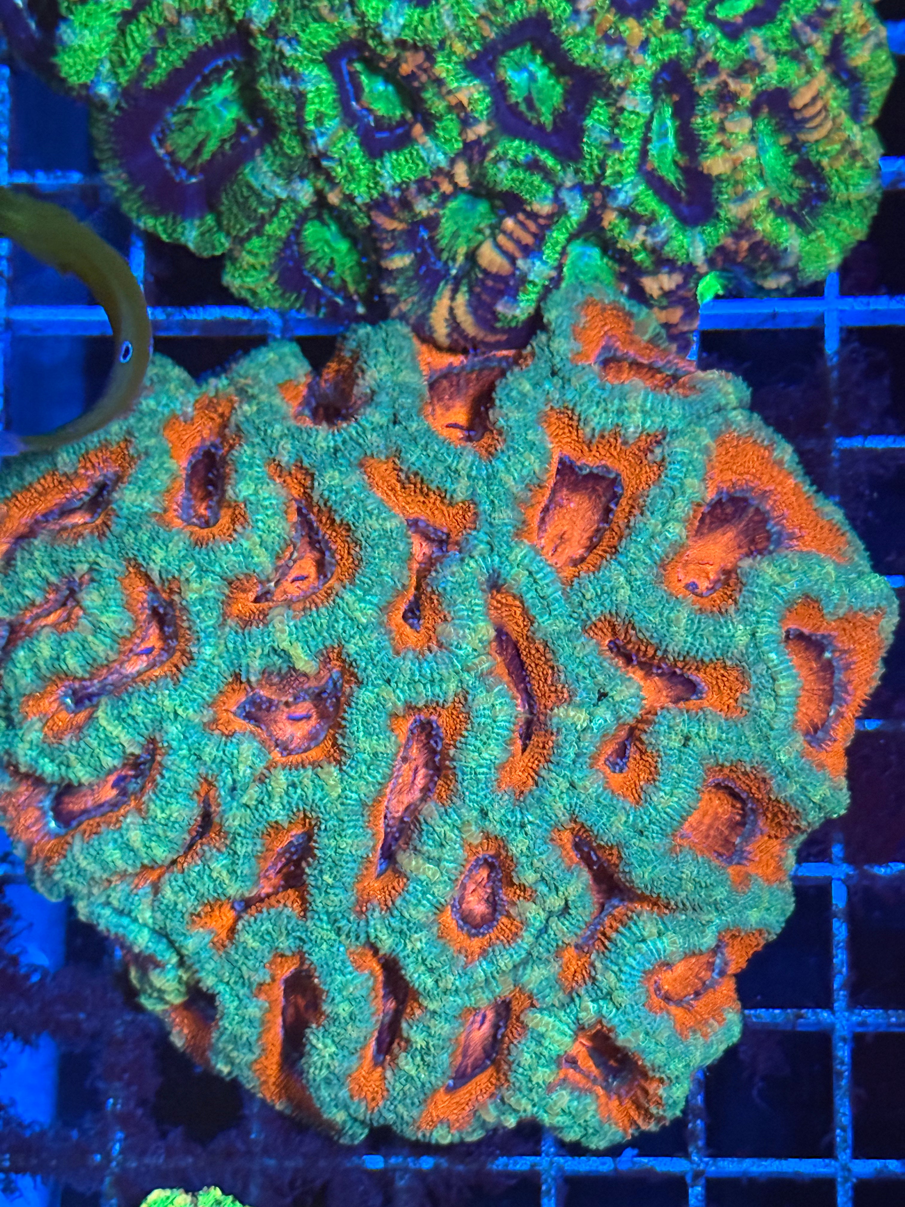 Acan Lord Ultra Colony