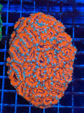 Acan Lord Ultra Colony