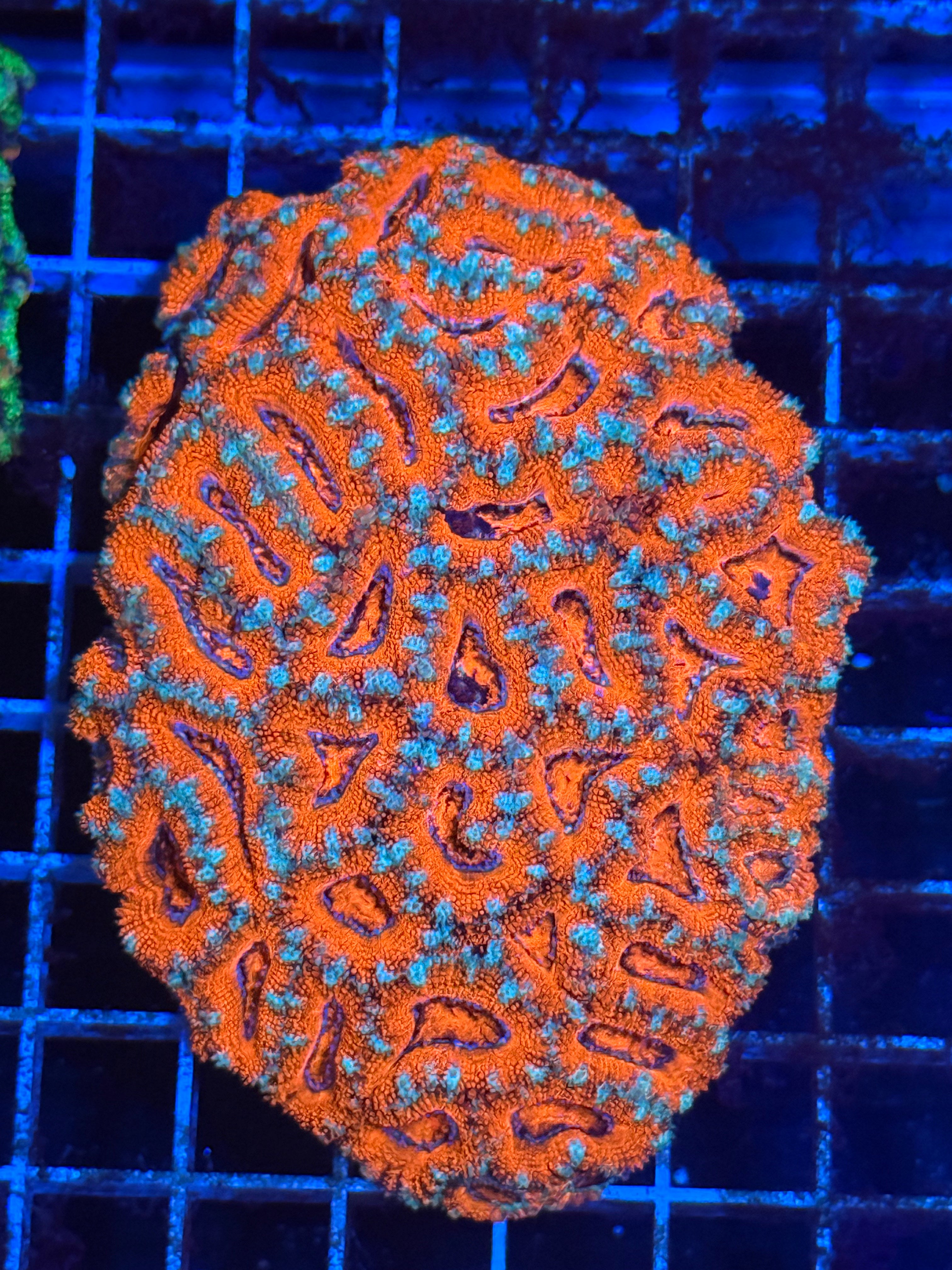 Acan Lord Ultra Colony