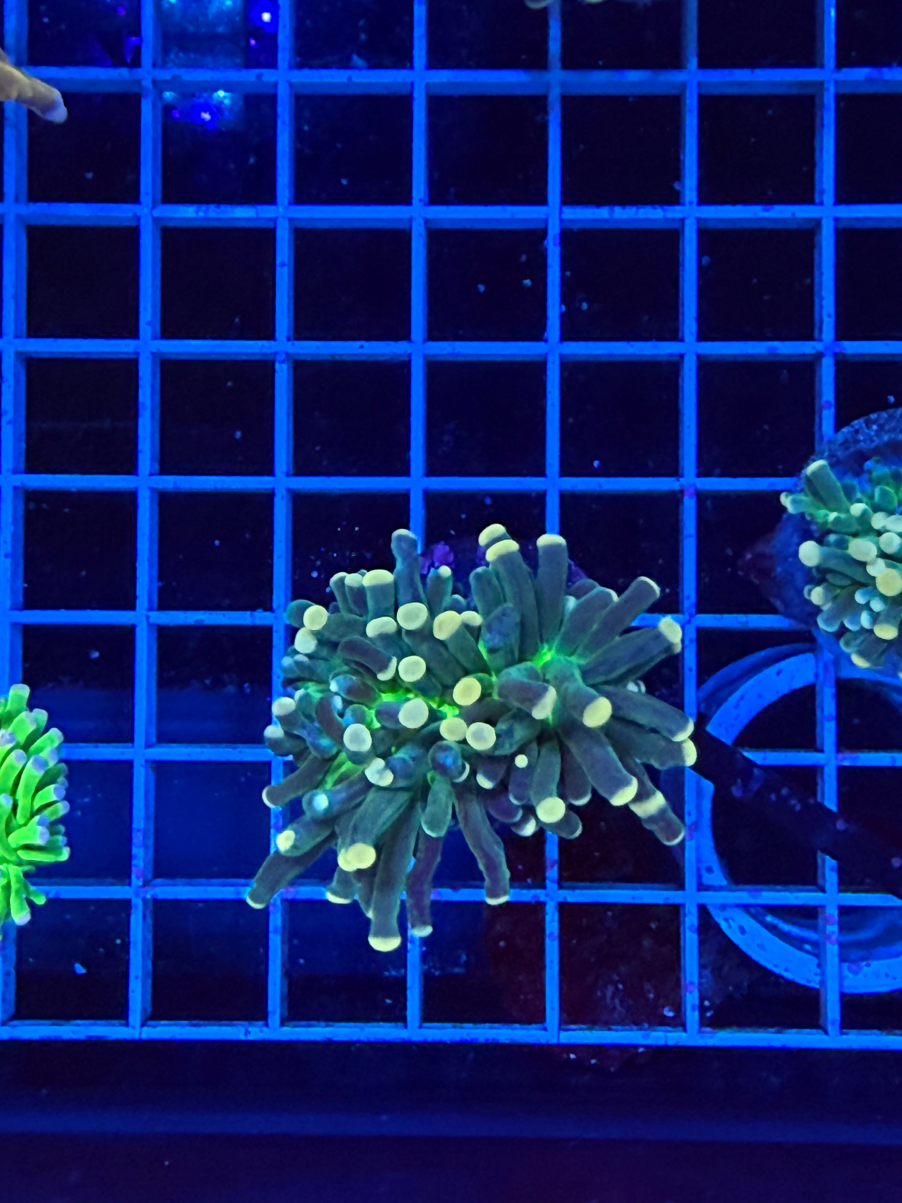 Torch coral green mouth
