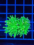 Torch coral cotton candy