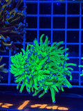Torch coral green blue tip