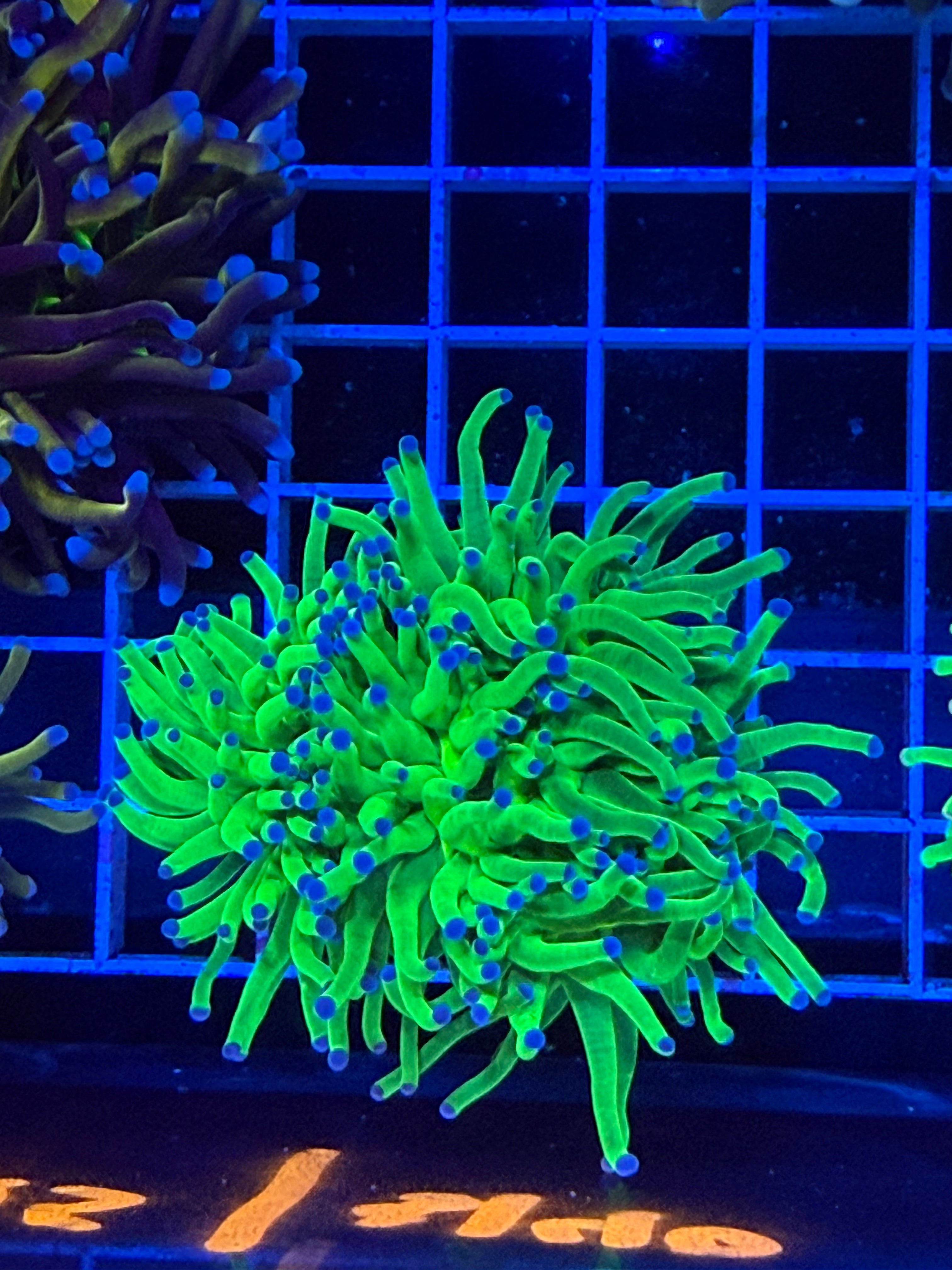 Torch coral green blue tip