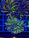 Torch coral dragon tamer