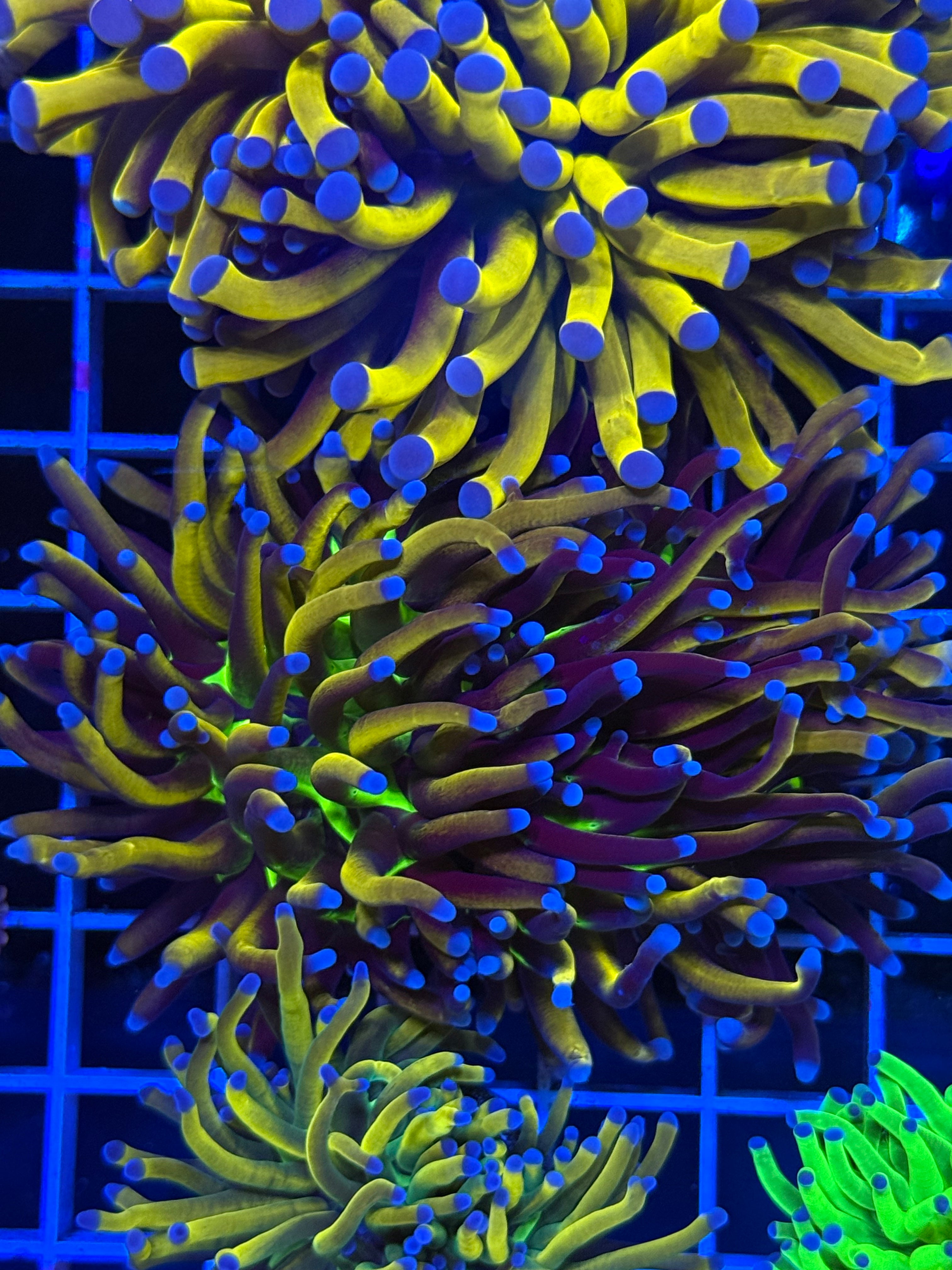 Torch coral joker