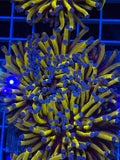 Torch coral Aussie 24k gold mini colony
