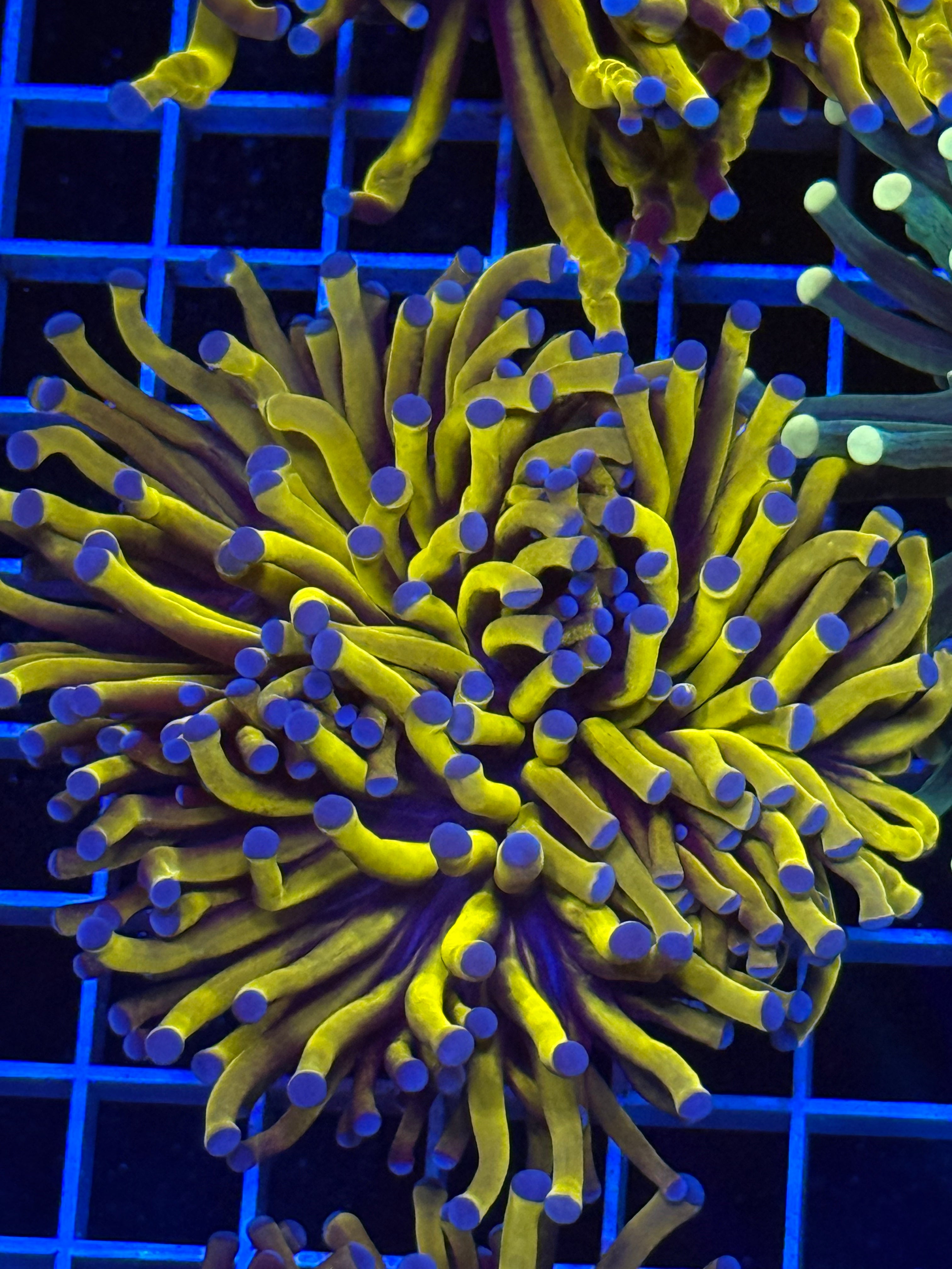 Torch coral Aussie 24k gold