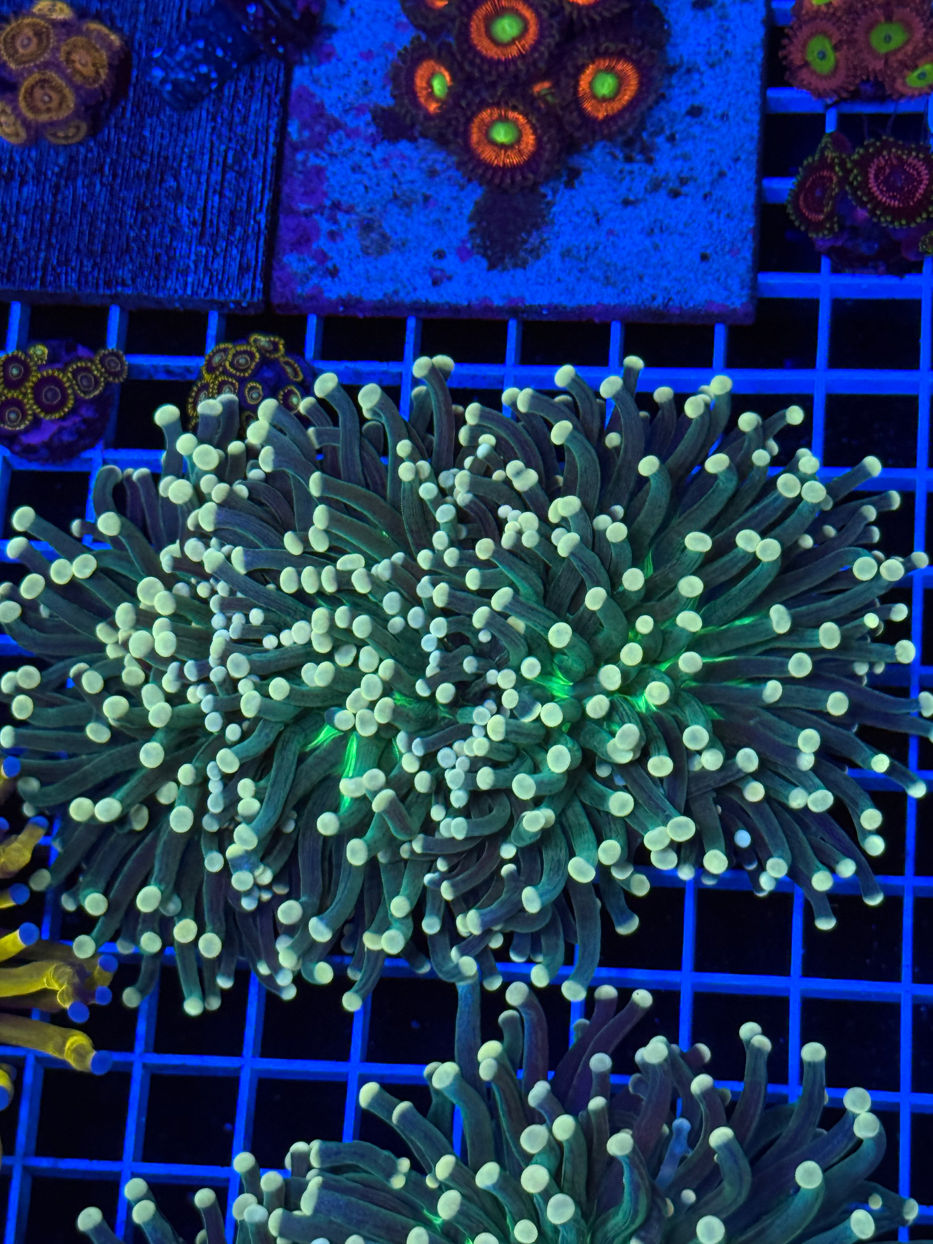 Aussie torch coral massive show pice 3-4 heads