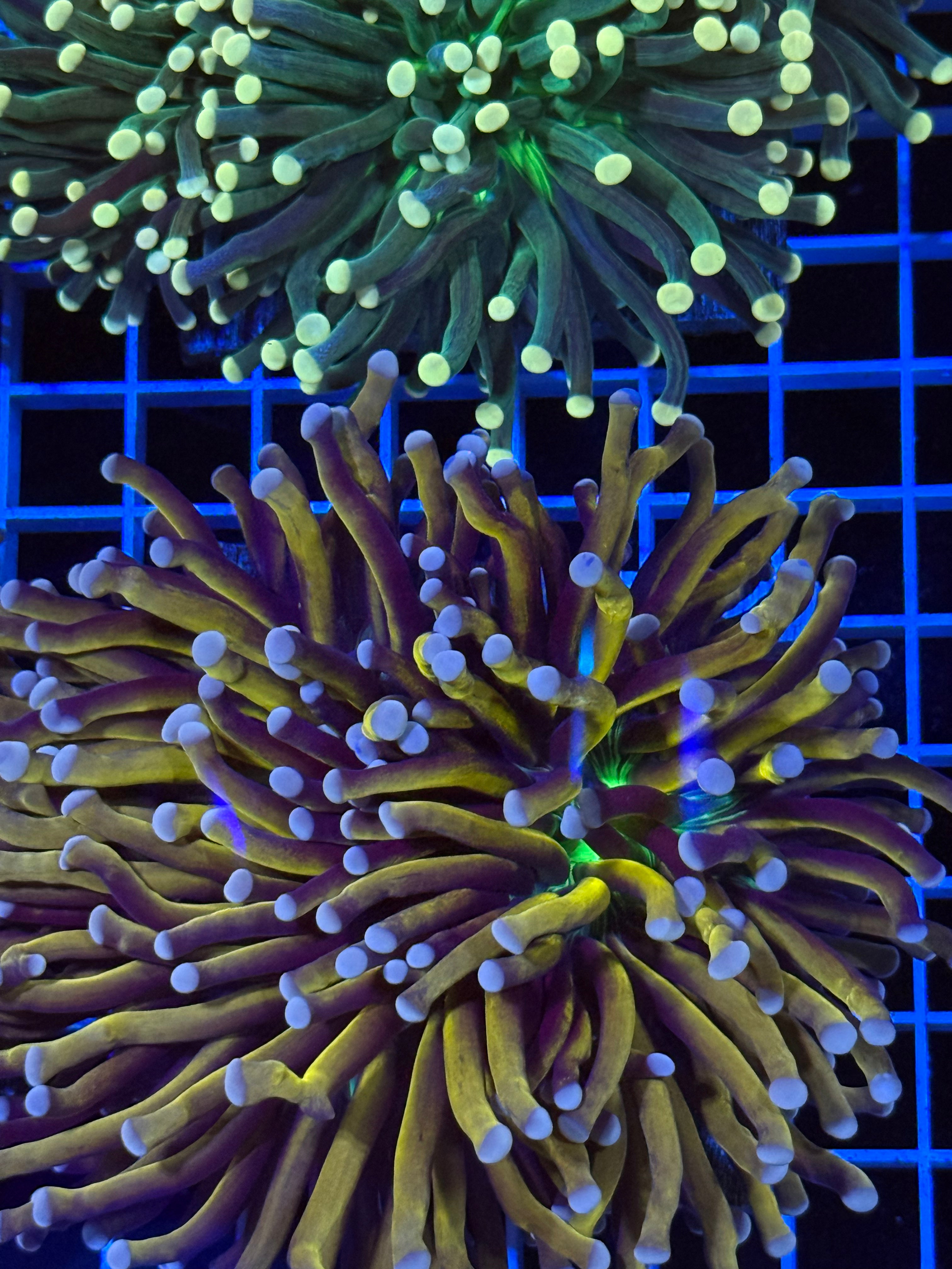 Aussie torch coral joker 3 heads
