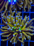 Torch coral joker green mouth 2 heads