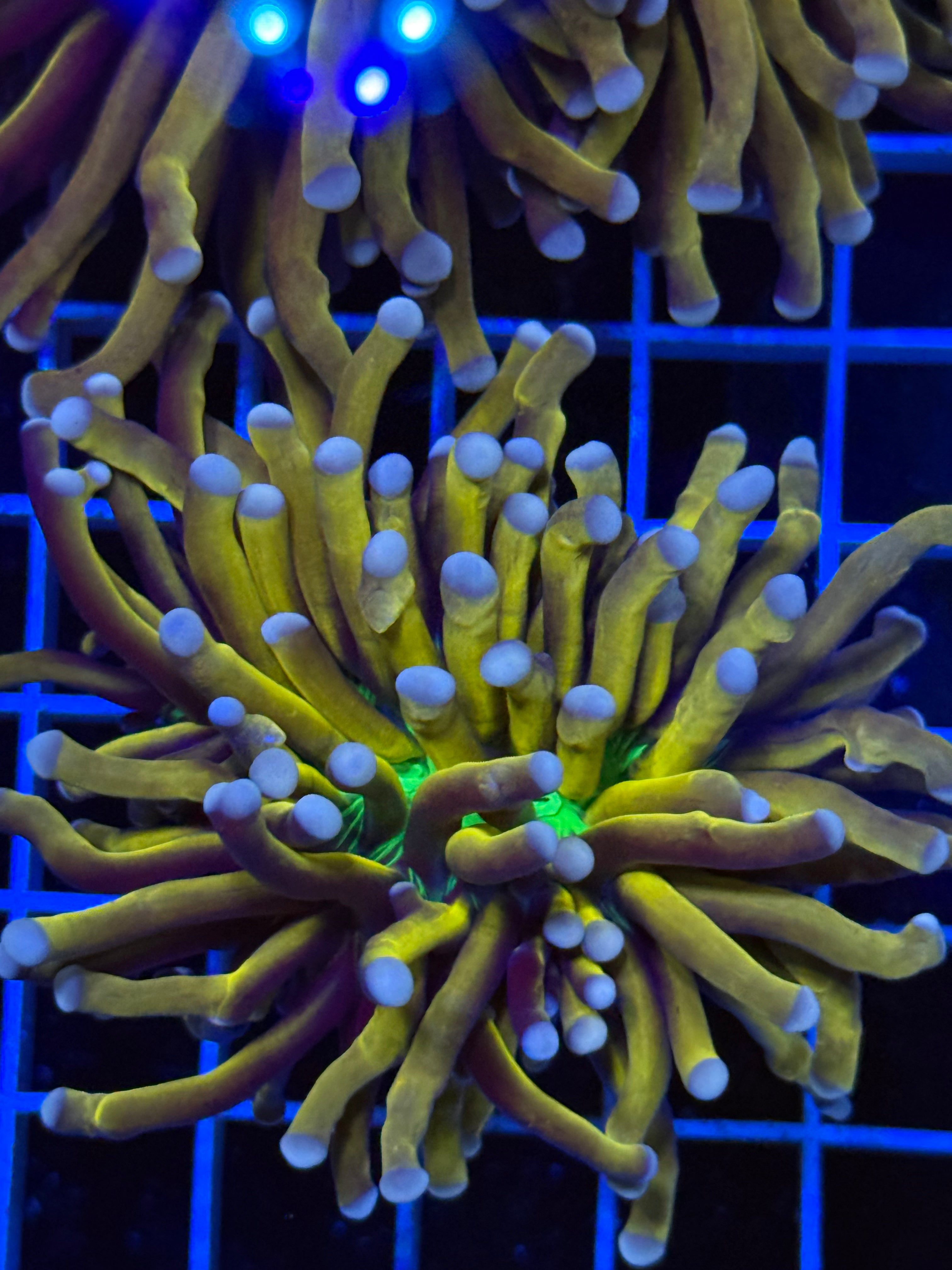 Torch coral joker green mouth 2 heads
