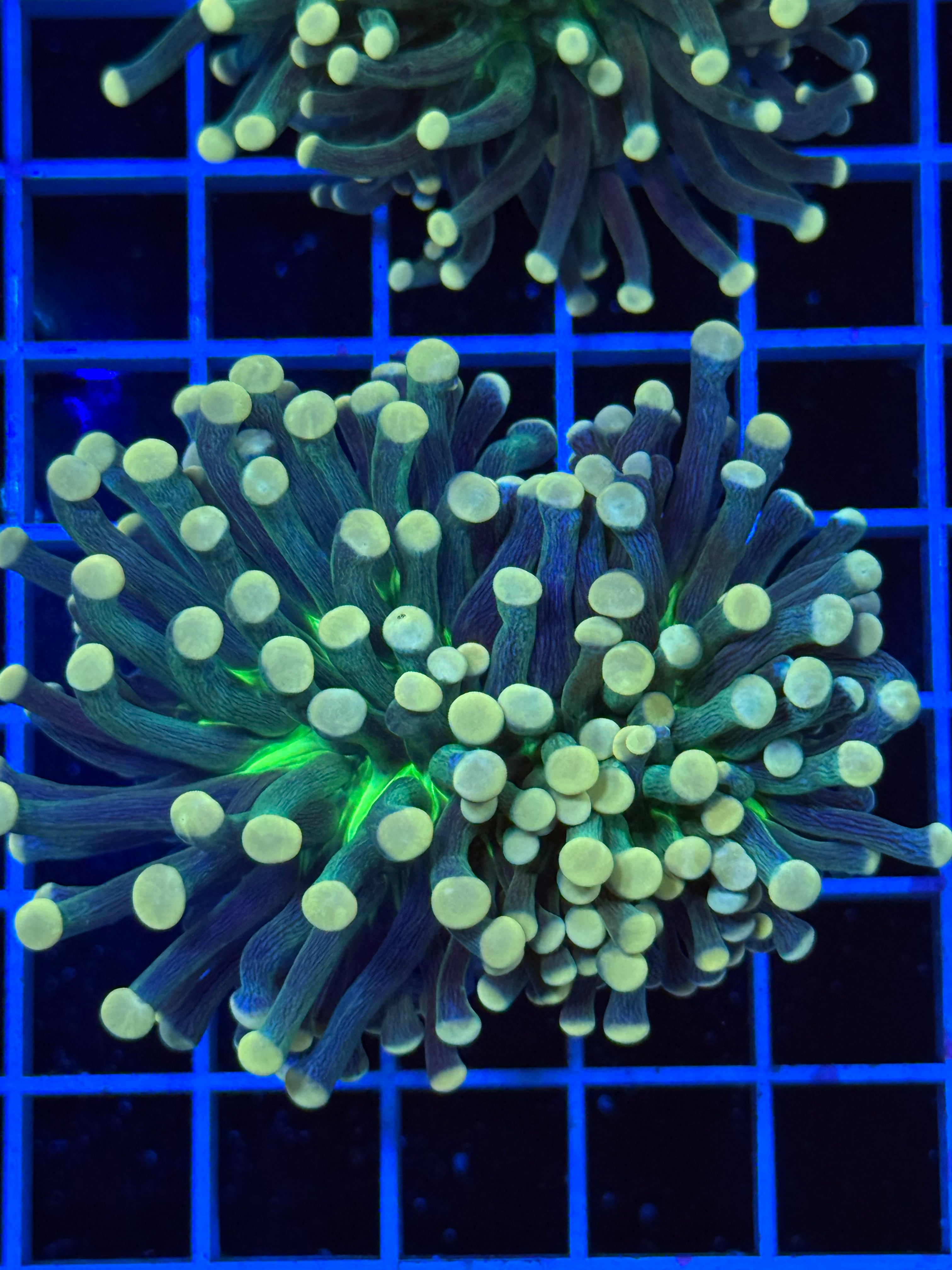 Aussie torch mini colony