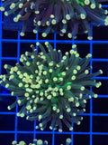 Aussie torch coral