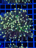 Aussie torch coral 3 heads
