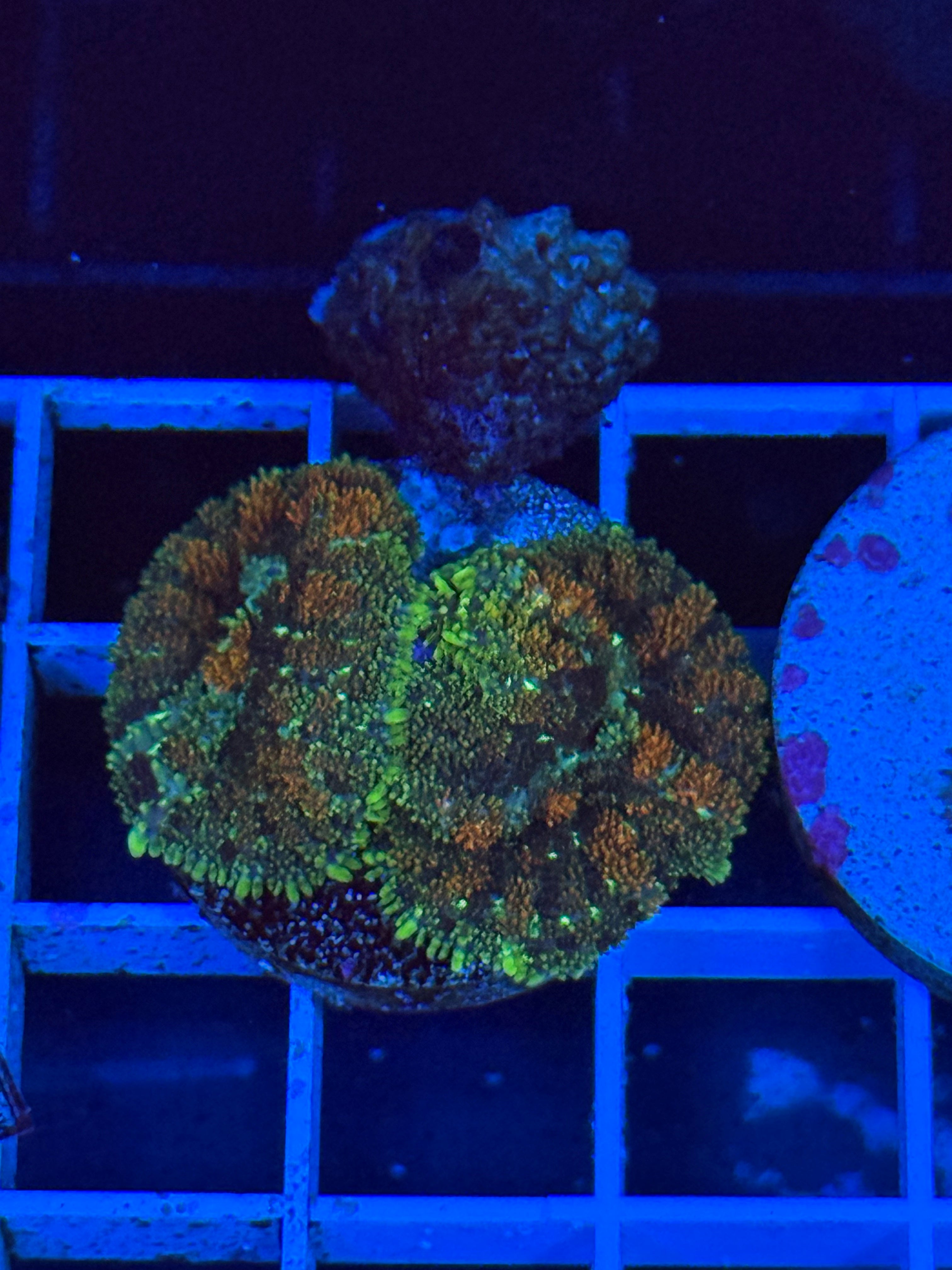 rhodactis mushroom coral 2 heads