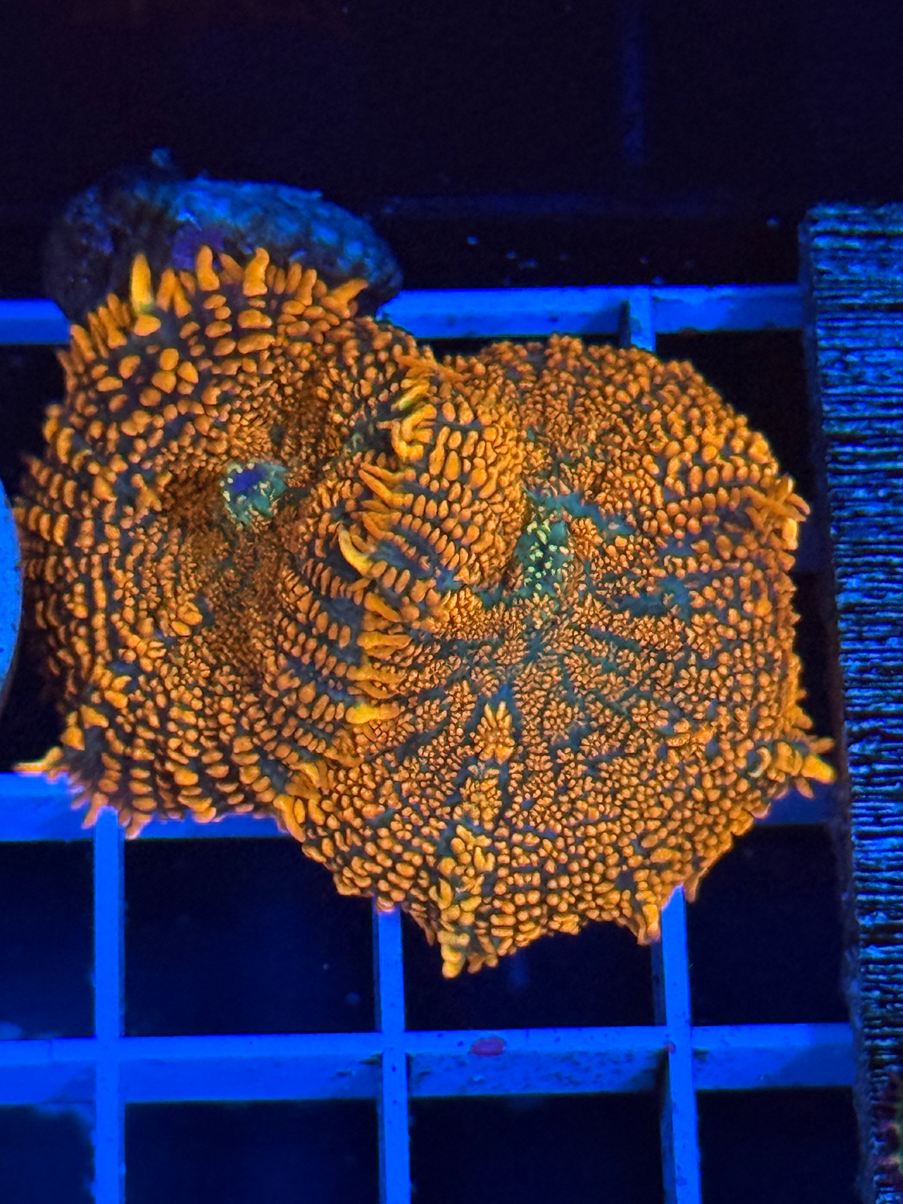 Rhodactis mushroom coral orange 2 heads
