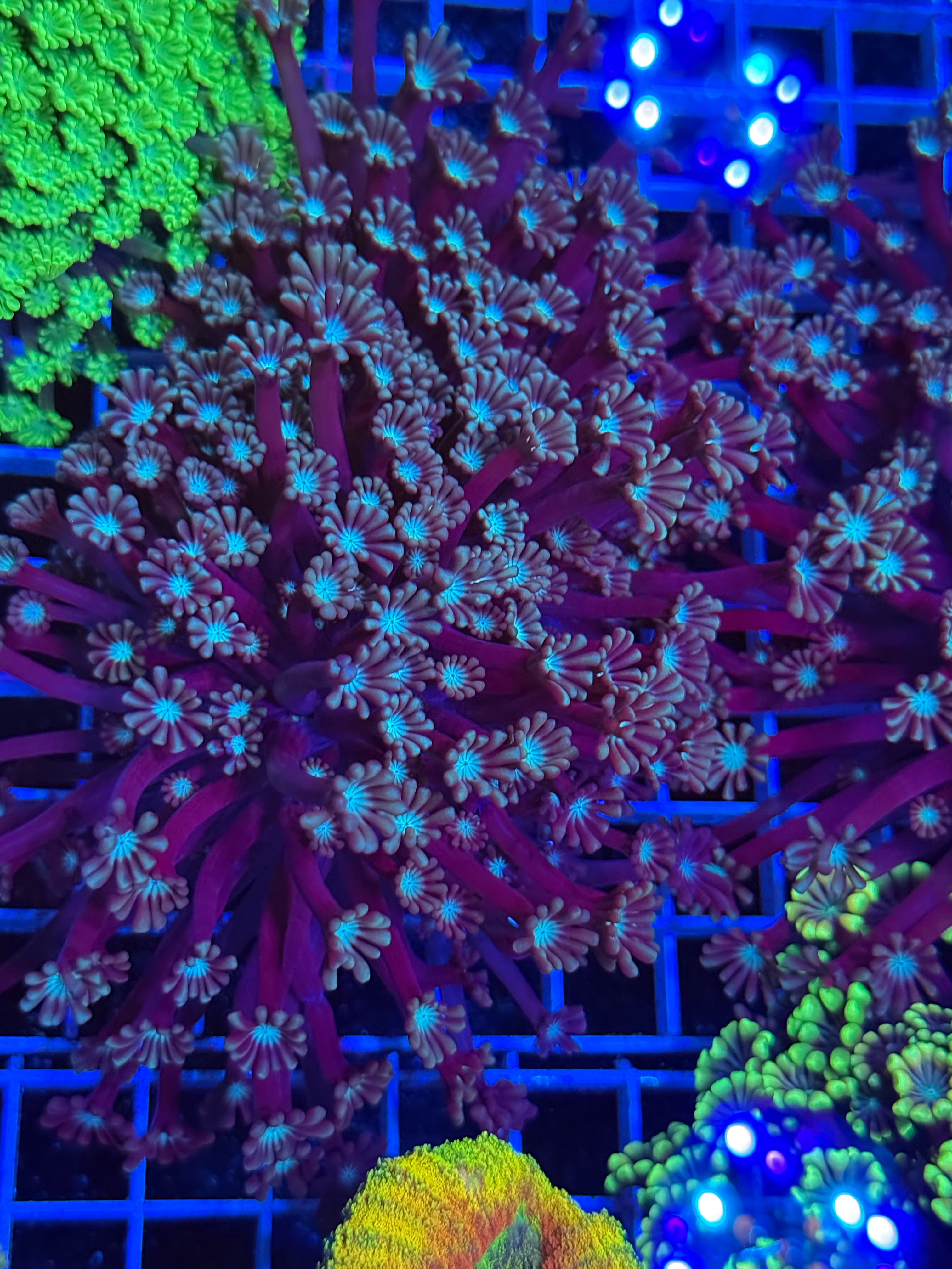 Alveopora Colony
