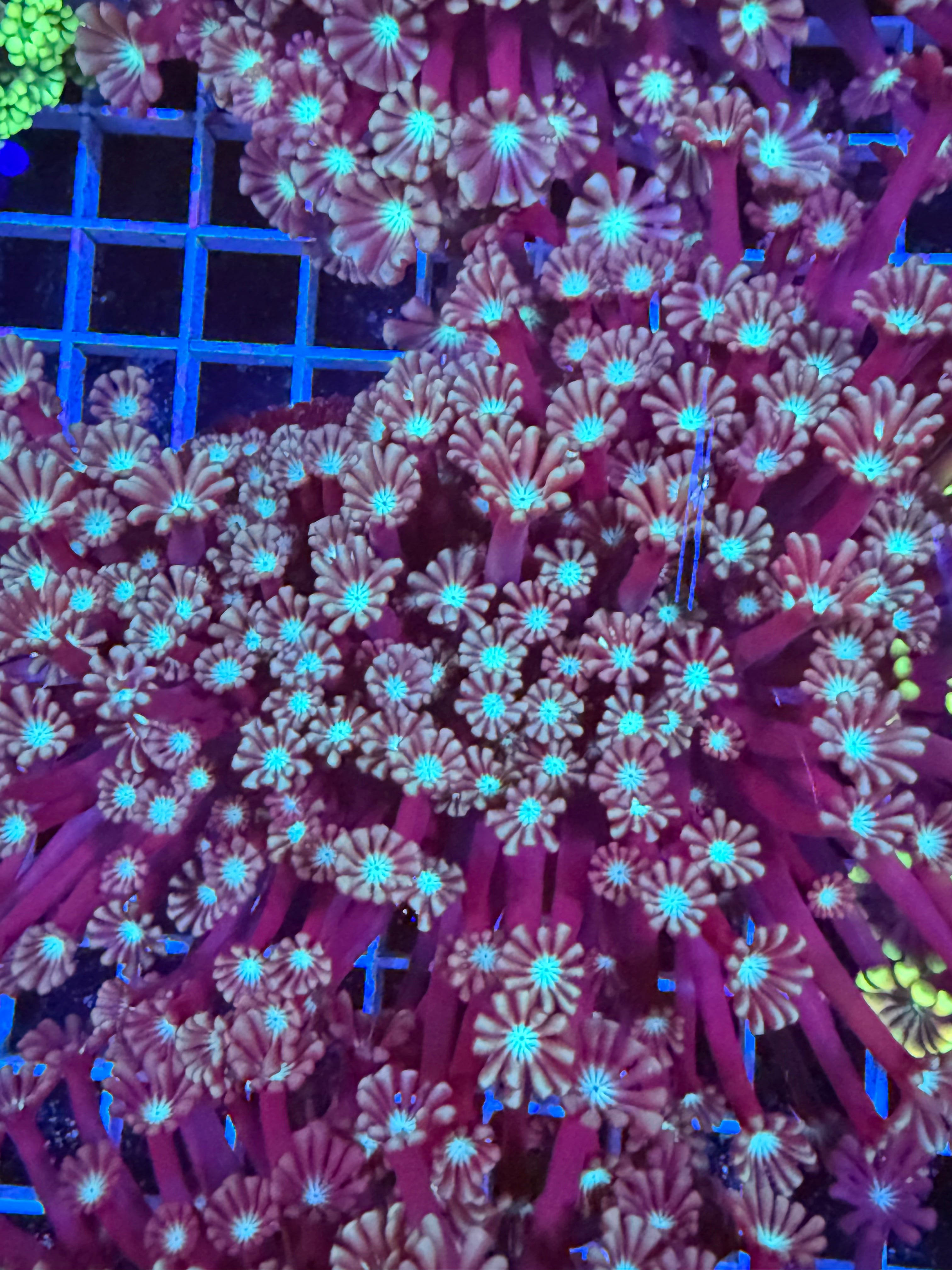 Alveopora Colony