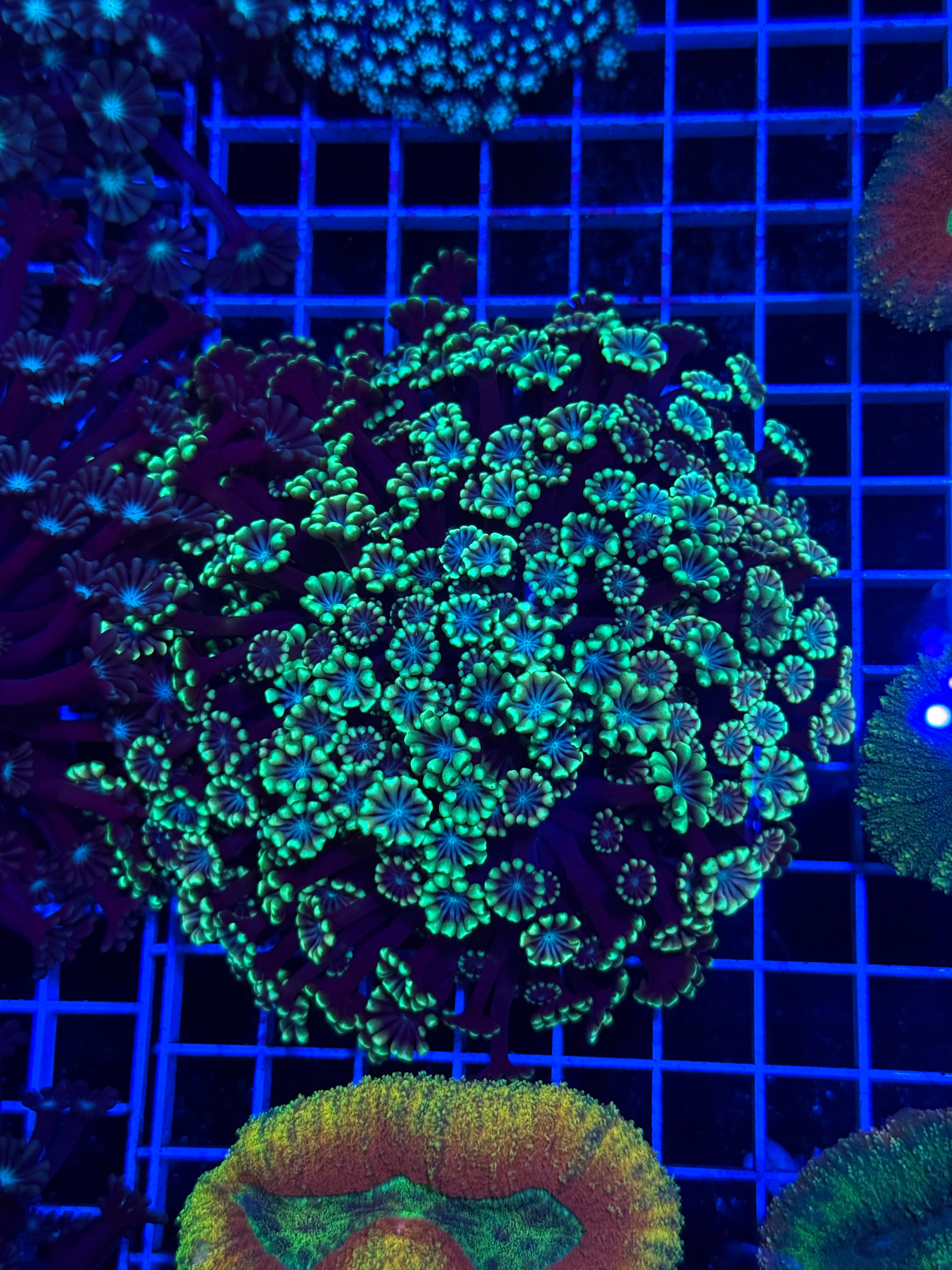 Alveopora Colony