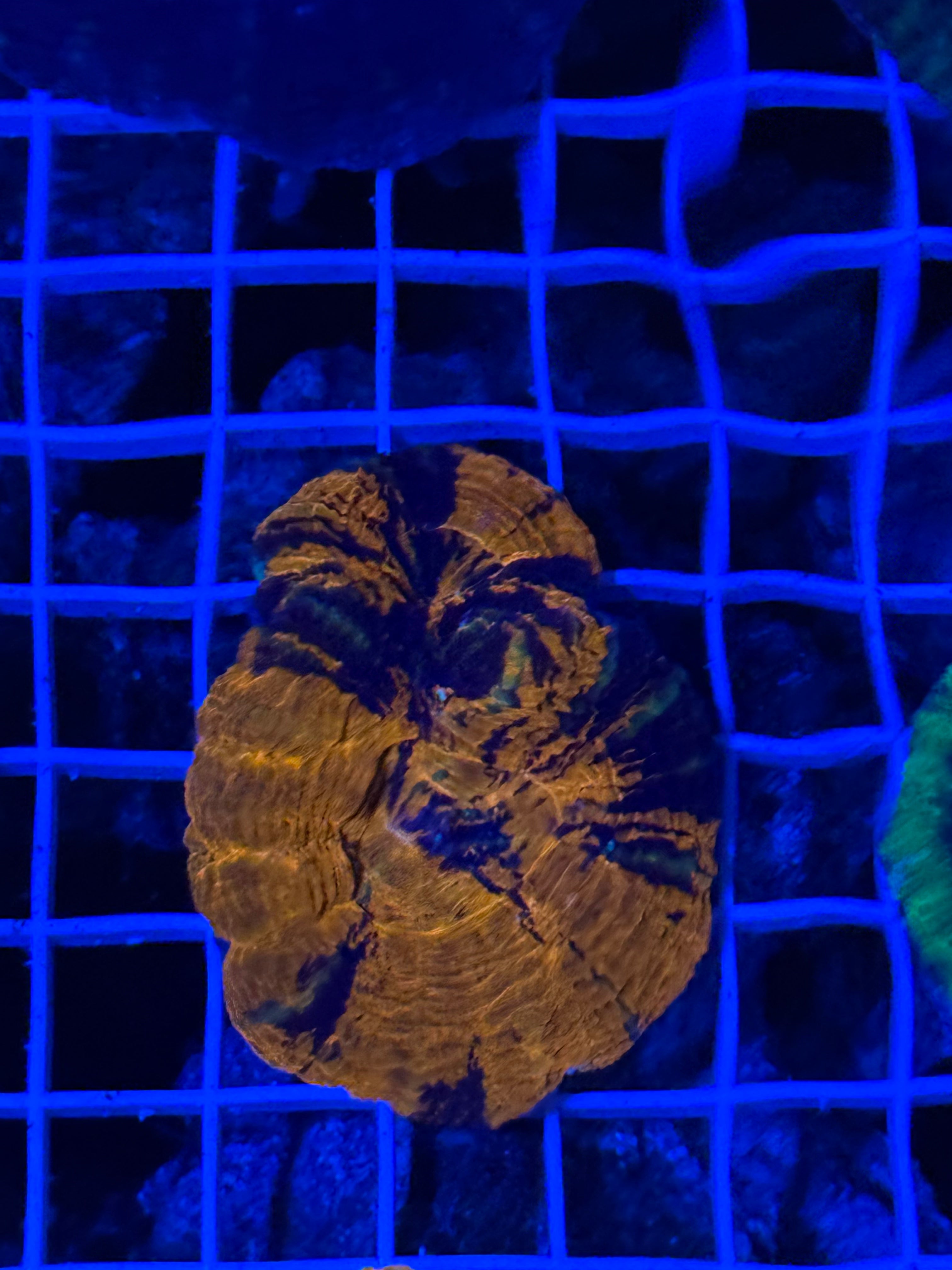 Warpaint double headed scoly RARE!