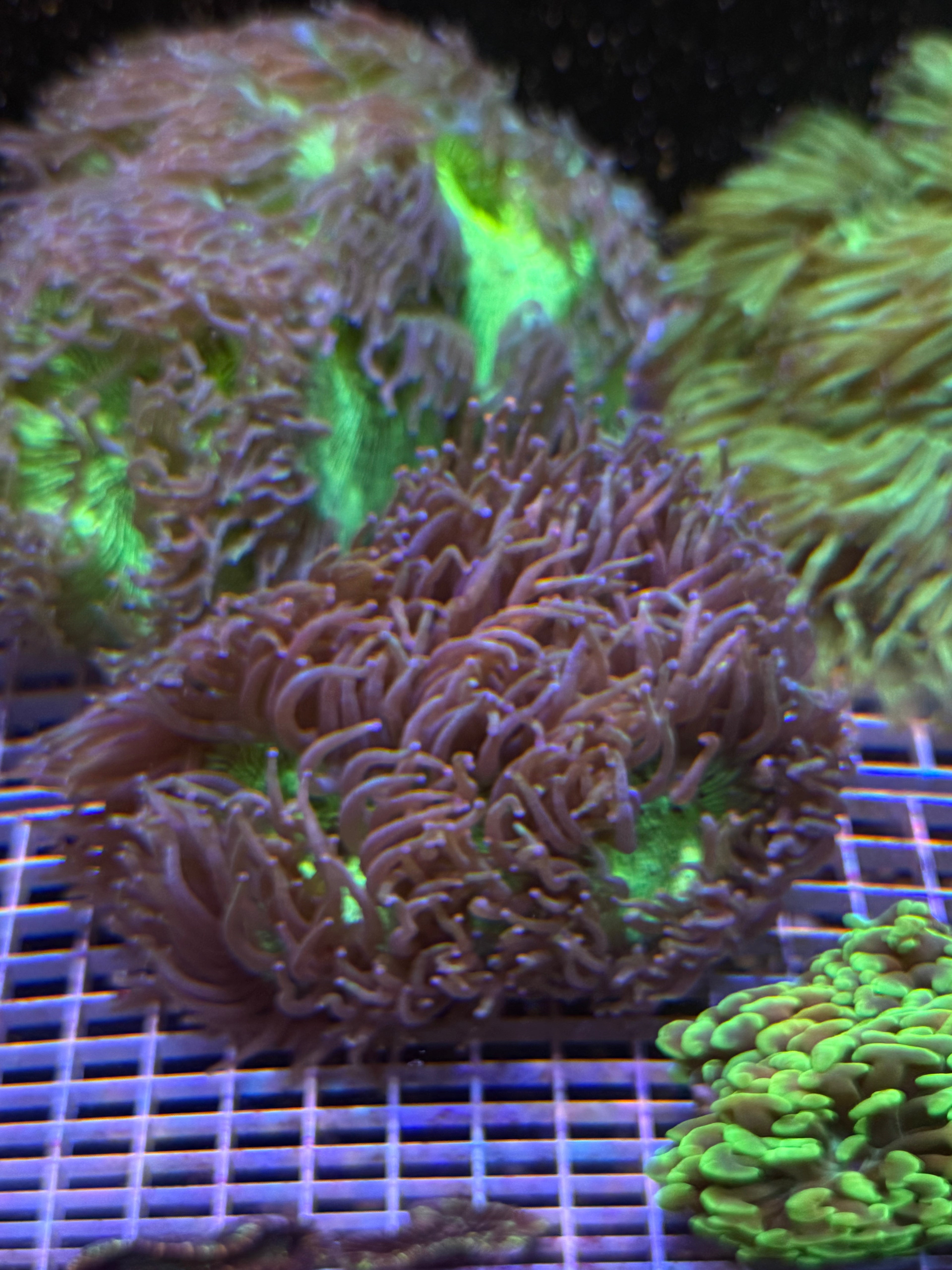 Elegance Coral