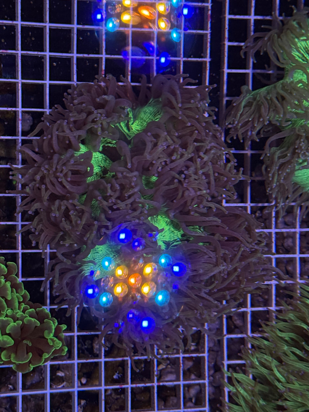 Elegance Coral