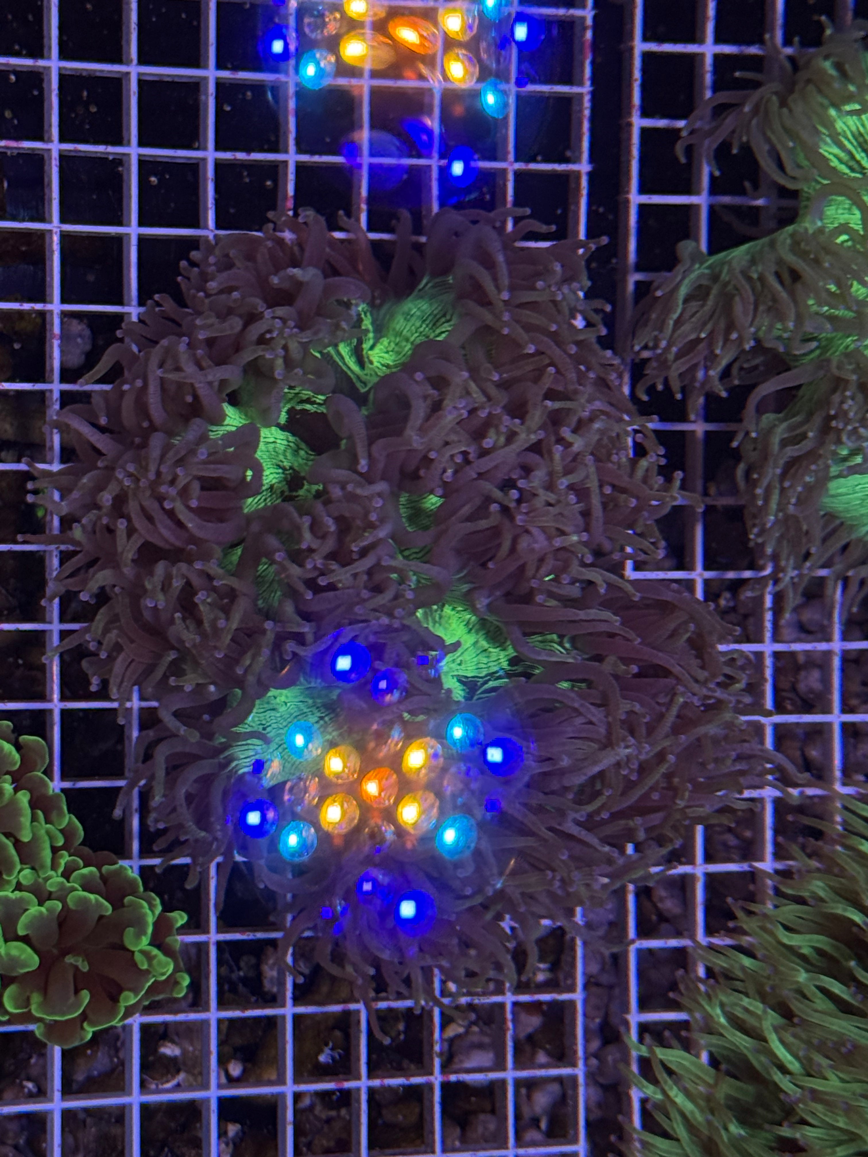 Elegance Coral