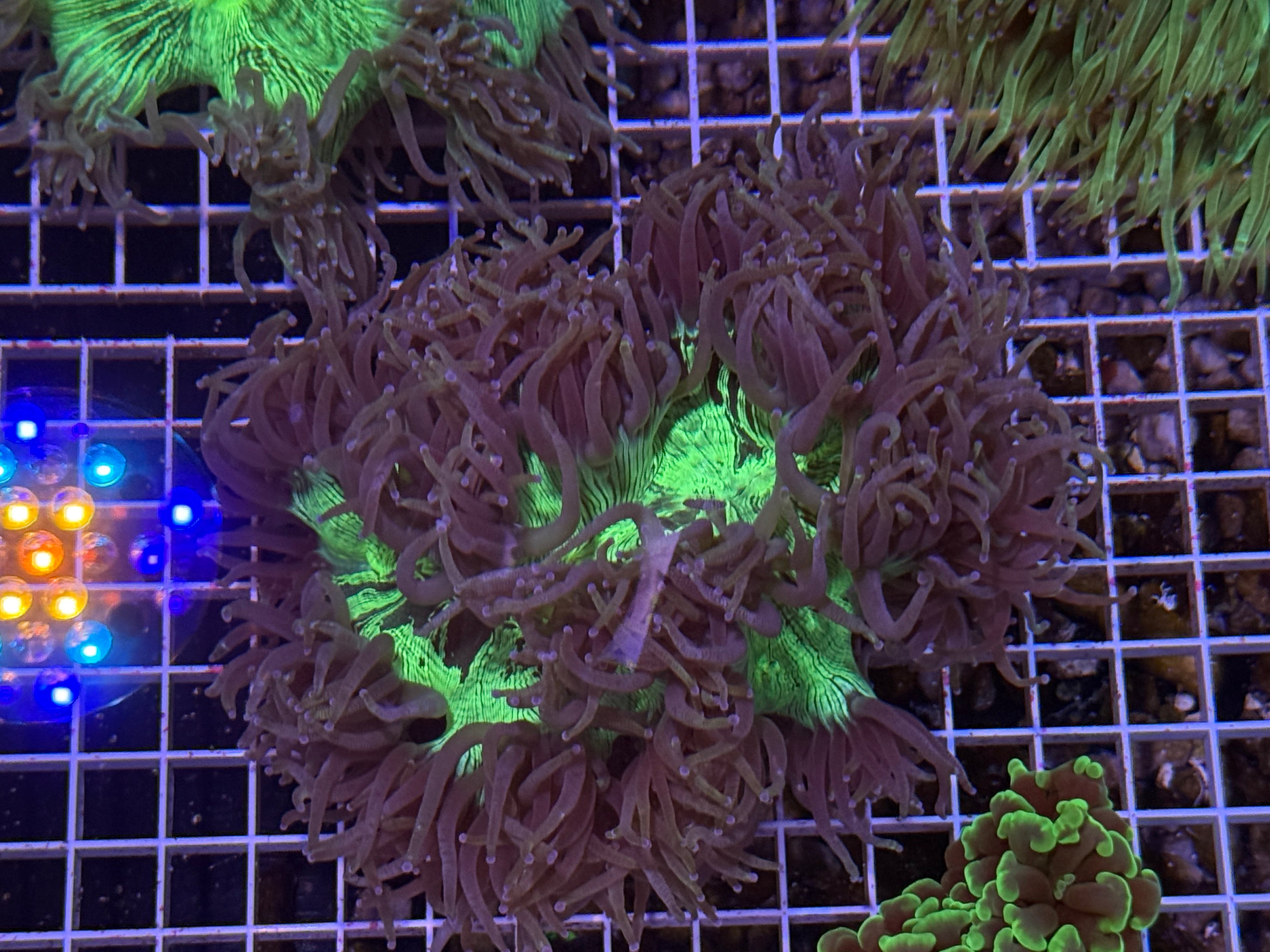 Elegance Coral
