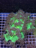 Elegance coral XL