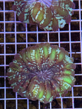 Green cynarina coral Lg