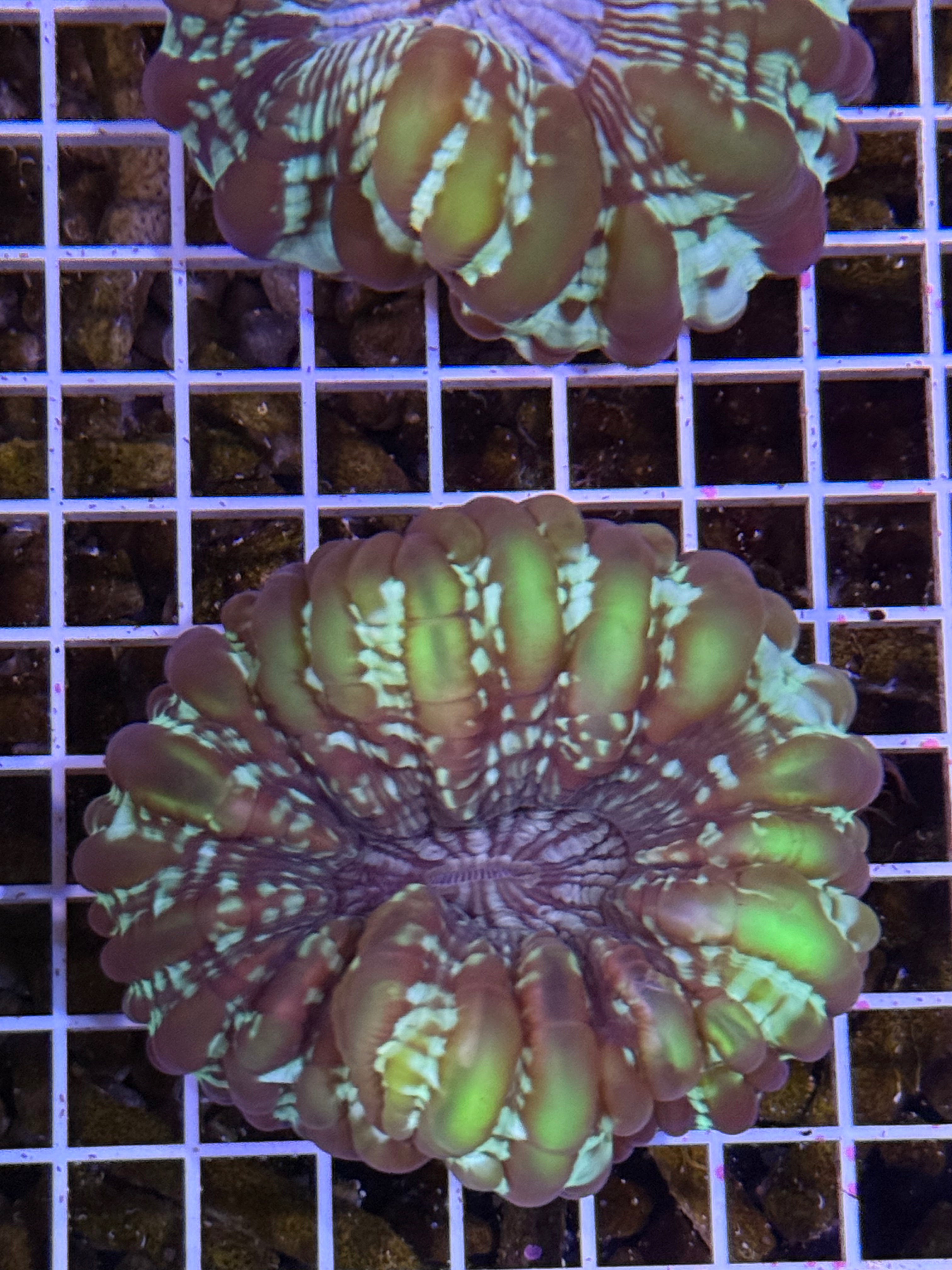 Green cynarina coral Lg